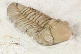 Detailed, Long Kainops Trilobite - Oklahoma #95686-6